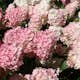 Prydnadsbuske Omnia Garden Hortensia Vanille Fraise Vipphortensia
