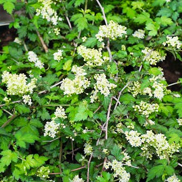 Buske Omnia Garden Stefanandra Liten