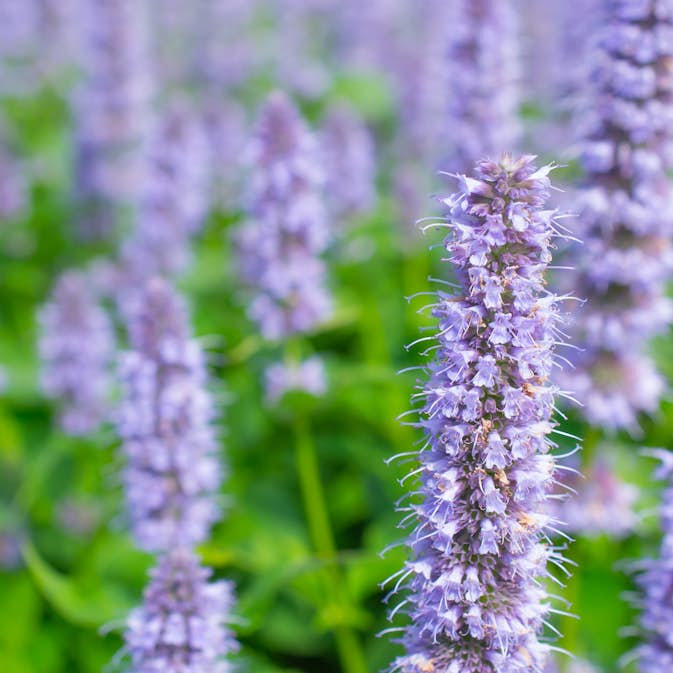 Planta Anisört Omnia Garden Blue Fortune