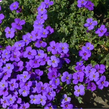 Planta Aubrieta Omnia Garden Blaumeise