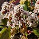 Planta Hjärtbergenia Omnia Garden Bessingham White