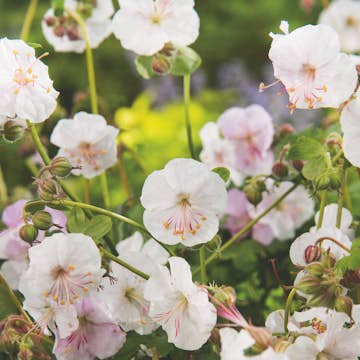 Marktäckare Liten Flocknäva Omnia Garden St Ola