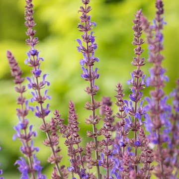 Planta Stäppsalvia Omnia Garden Blaukönigin