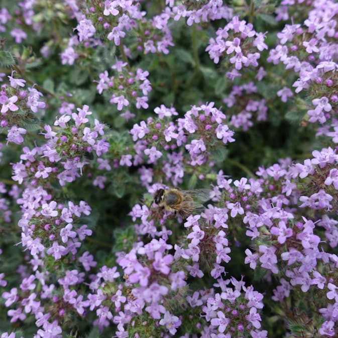 Marktäckare Gråtimjan Omnia Garden