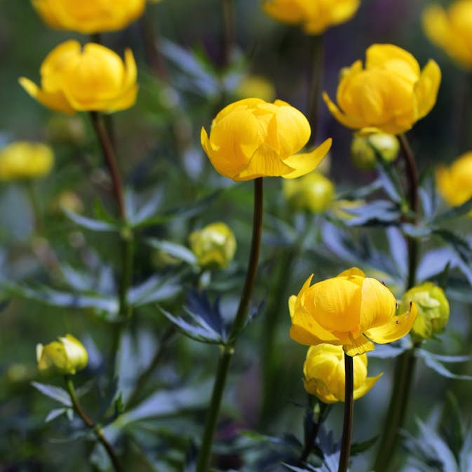 Planta Omnia Garden Smörboll