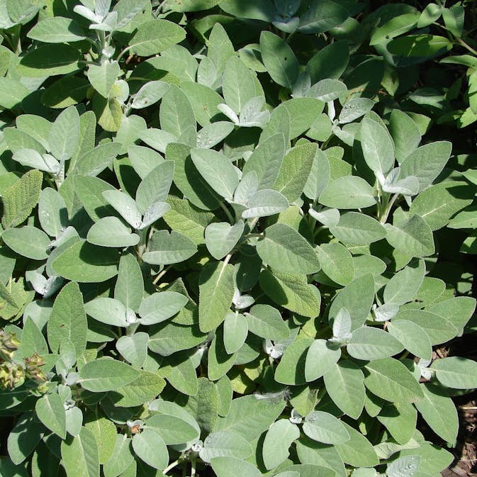Kryddsalvia Omnia Garden Berggarten