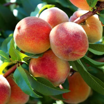 Träd Omnia Garden Persikot Redhaven - Fruktträd