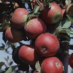 Äppelträd Omnia Garden Ingrid Marie Svagväxande