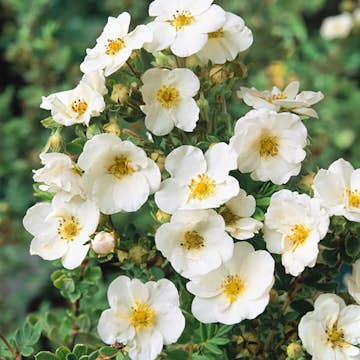 Planta Häck Omnia Garden Trädgårdstok Sandved