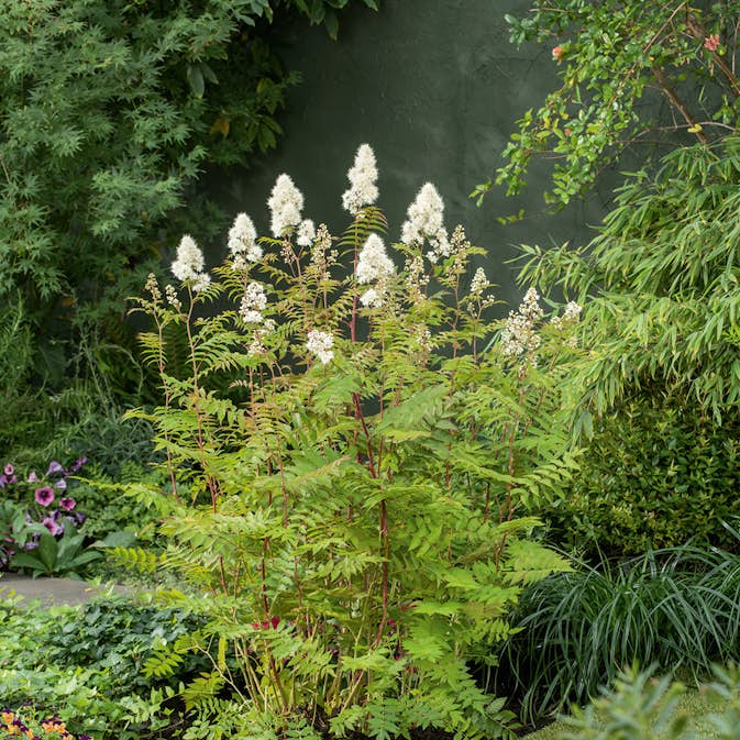 Planta Häck Omnia Garden Liten Rönnspirea Maia E