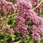 Planta Perenn Omnia Garden Fläckflockel Atropurpureum Rosenflockel