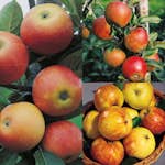 Planta Fruktträd Omnia Garden Familjeträd Äpple inkl Uppbindningskit