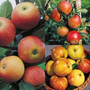 Planta Fruktträd Omnia Garden Familjeträd Äpple inkl Uppbindningskit