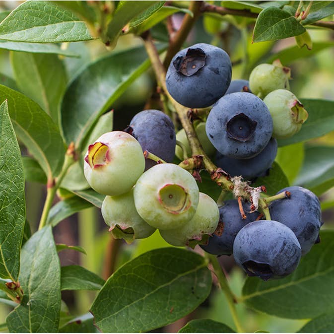 Blåbär Omnia Garden Hybrid Vaccinium Putte E