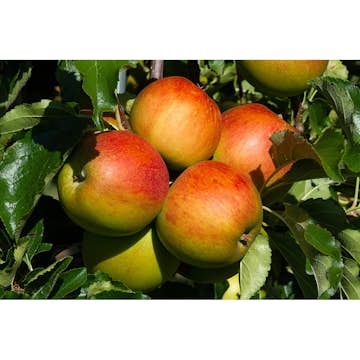 Äppelträd Omnia Garden Malus Domestica Höstdessert E