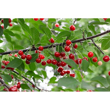 Körsbärsträd Omnia Garden Prunus Cerasus Berit