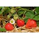 Jordgubbe Omnia Garden Fragaria Ananassa Salsa