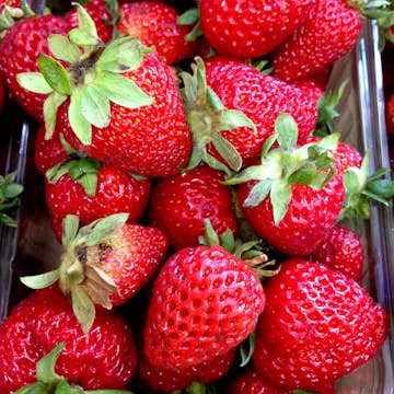 Jordgubbe Omnia Garden Fragaria Ananassa Korona