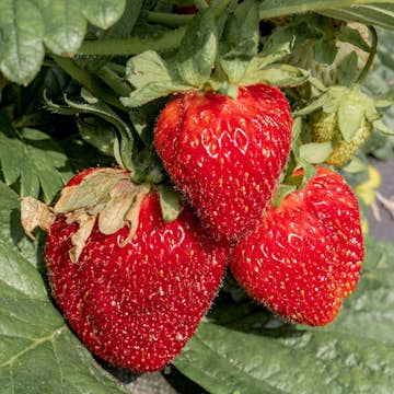 Jordgubbe Omnia Garden Fragaria Ananassa Honeoye