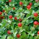 Smultron Omnia Garden Rügen Fragaria Vesca