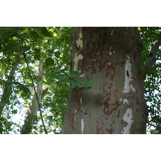 Platan Omnia Garden Platanus X Hispanica Högstam