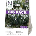Snödroppe Nelson Garden Galanthus Nivalis Vit Big Pack
