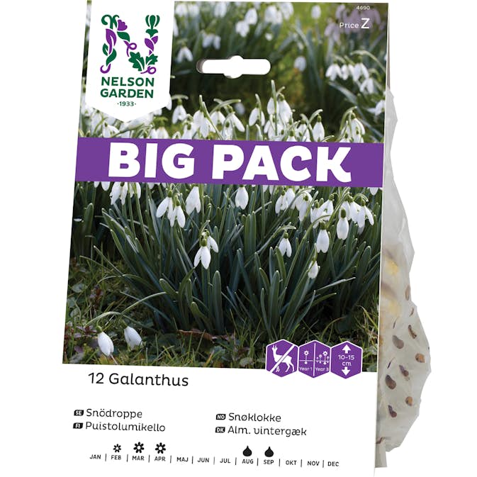 Snödroppe Nelson Garden Galanthus Nivalis Vit Big Pack