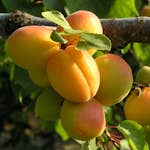 Aprikosträd Omnia Garden Prunus Armeniaca Hargrand