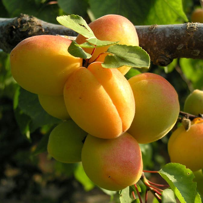 Aprikosträd Omnia Garden Prunus Armeniaca Hargrand