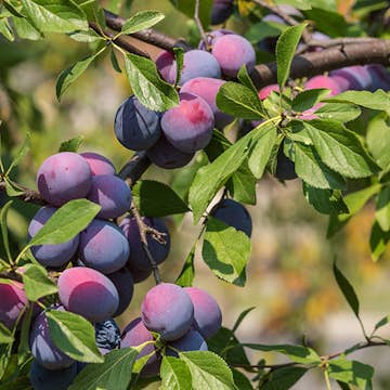 Plommonträd Omnia Garden Prunus Domestica Czar