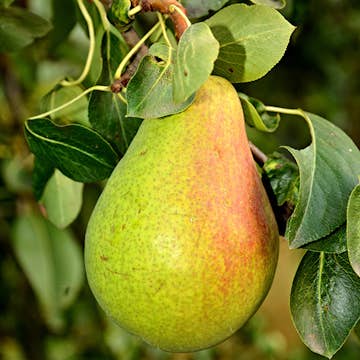 Päronträd Omnia Garden Pyrus Communis Fritjof