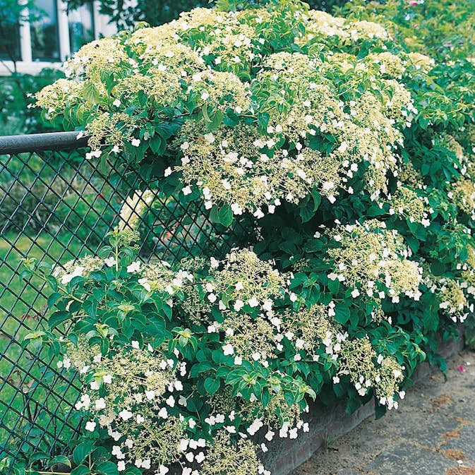 Klätterväxt Klätterhortensia Omnia Garden 30-40 cm