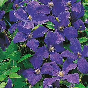 Klätterväxt Italiensk Klematis Omnia Garden 40-60 cm