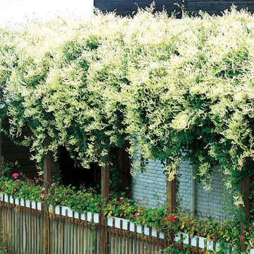 Klätterväxt Bokharabinda Omnia Garden 40-60 cm