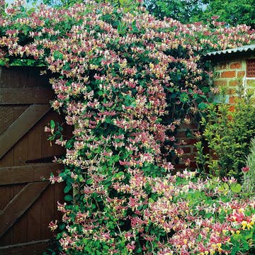 Klätterväxt Vildkaprifol Omnia Garden Lonicera Periclymenum "Serotina" 40-60 cm