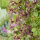 Klätterväxt Fembladsakebia Omnia Garden 40-60 cm
