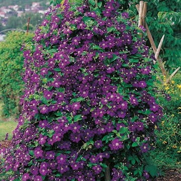 Klätterväxt Viticella Klematis Omnia Garden 40-60 cm