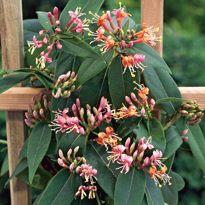 Klätterväxt Vintertry Omnia Garden 40-60 cm