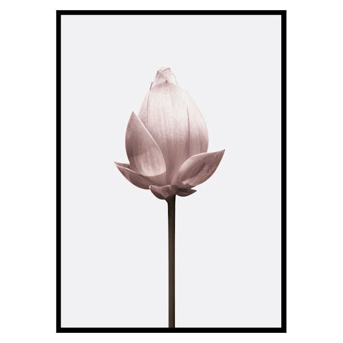 Poster Gallerix Lotus Flower