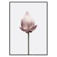 Poster Gallerix Lotus Flower