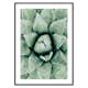 Poster Gallerix Agave Close Up No1