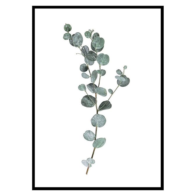 Poster Gallerix Eucalyptus No1