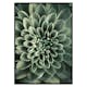 Poster Gallerix Green Petals