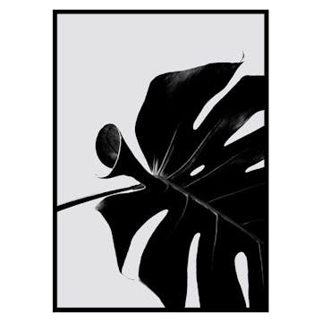 Poster Gallerix Monstera Black