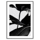 Poster Gallerix Ficus Black