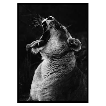 Poster Gallerix Yawning Lion