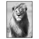 Poster Gallerix Majestic Lion