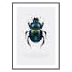 Poster Gallerix Beetle Display