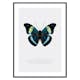 Poster Gallerix Butterfly Display