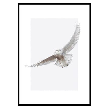 Poster Gallerix White Owl